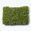 GROWTEK SEDUMBAKKE